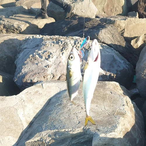 イワシの釣果