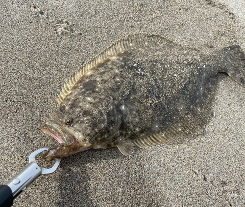 ヒラメの釣果