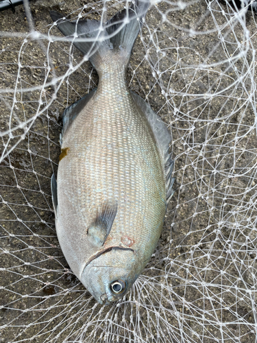 イスズミの釣果