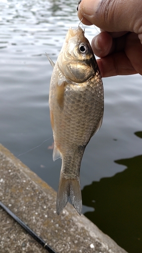 フナの釣果