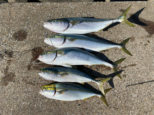 ワラサの釣果