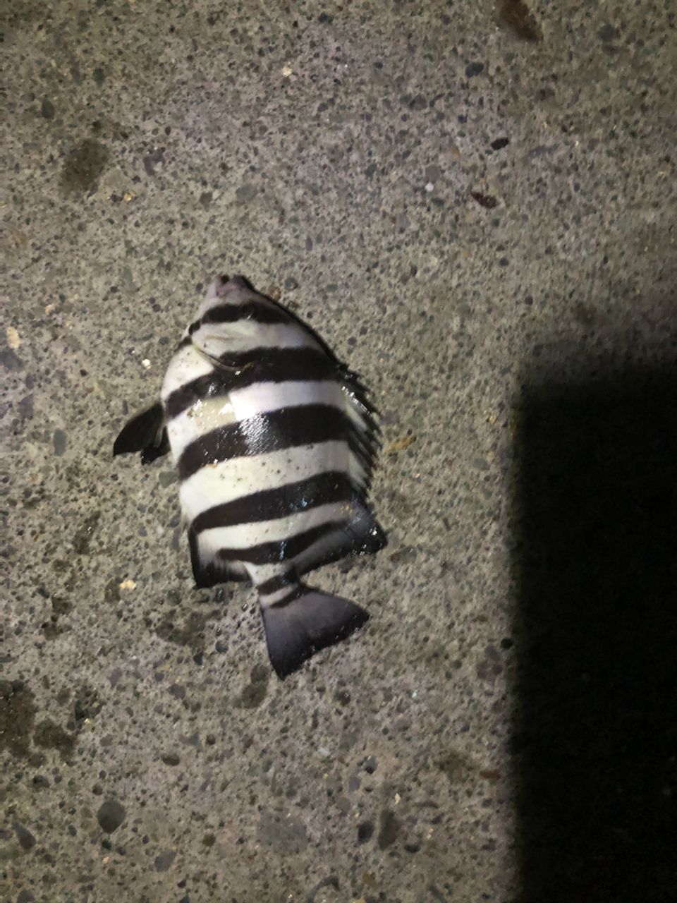 サンバソウ