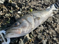 セイゴ（マルスズキ）の釣果