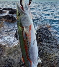 サゴシの釣果