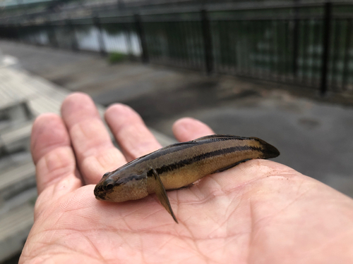 シモフリシマハゼの釣果