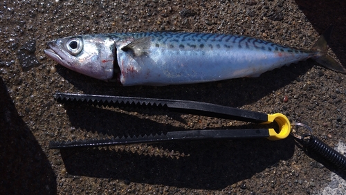 サバの釣果