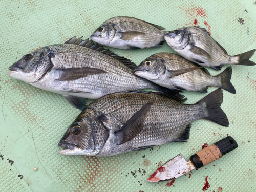 チヌの釣果