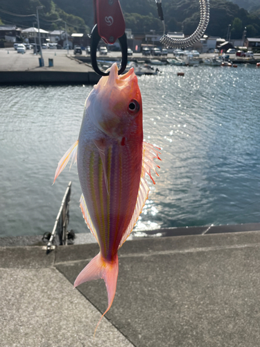 イトヨリダイの釣果