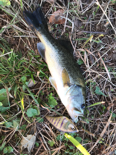 ブラックバスの釣果