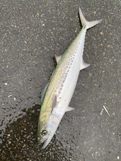 サゴシの釣果