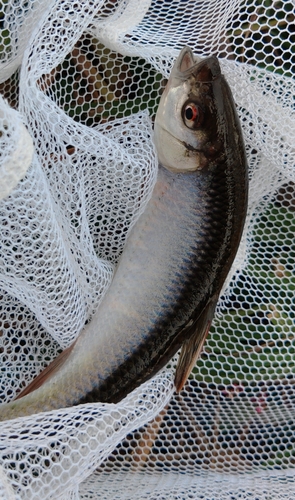 オイカワの釣果