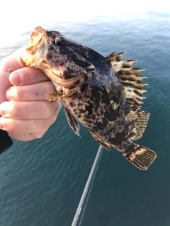 タケノコメバルの釣果