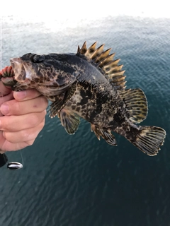 タケノコメバルの釣果