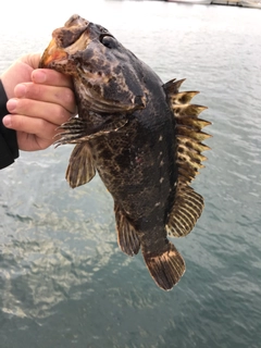 タケノコメバルの釣果