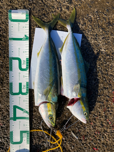 ハマチの釣果