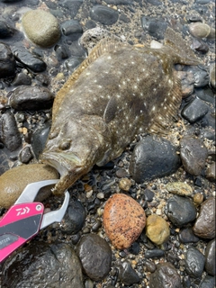 ヒラメの釣果