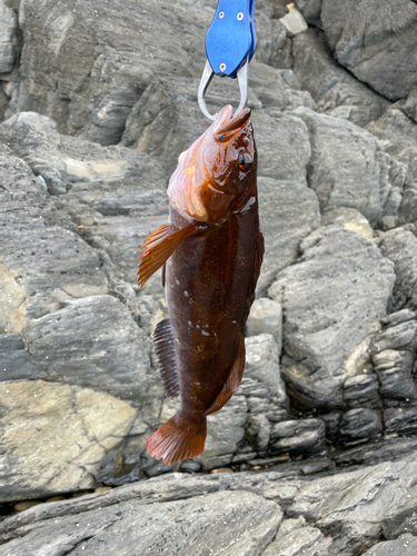 アイナメの釣果