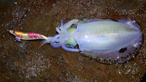 アオリイカの釣果