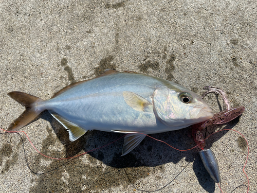 ショゴの釣果