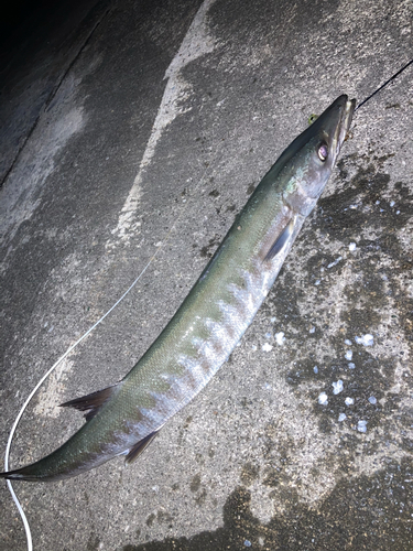 オニカマスの釣果