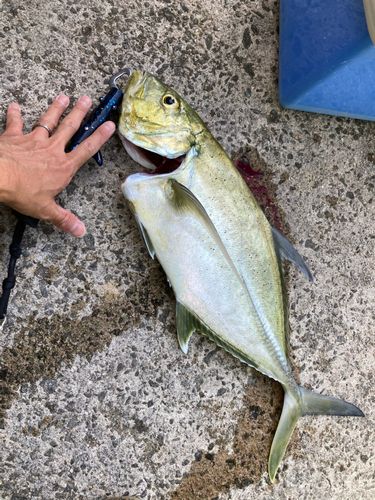 オニヒラアジの釣果