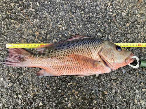 ゴマフエダイの釣果