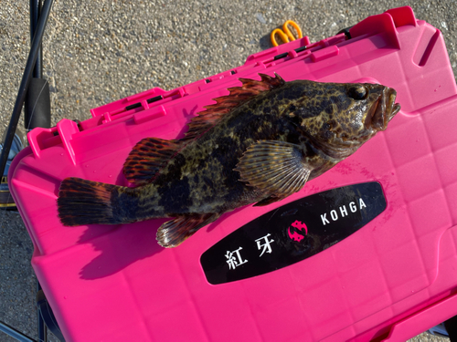 タケノコメバルの釣果