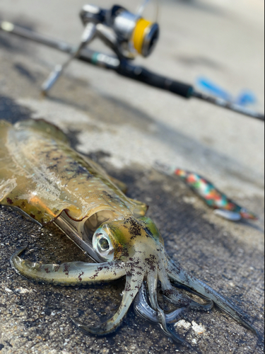 アオリイカの釣果