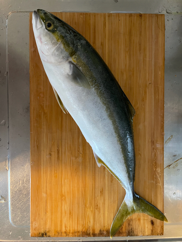 ハマチの釣果