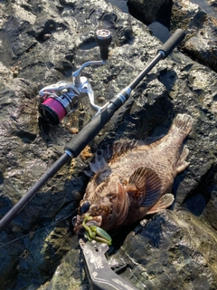 オウゴンムラソイの釣果