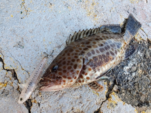 オオモンハタの釣果