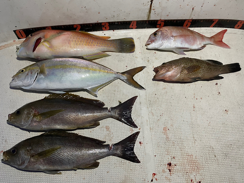 カンパチの釣果