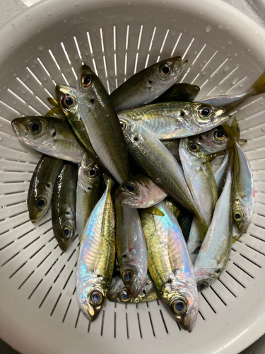 アジの釣果