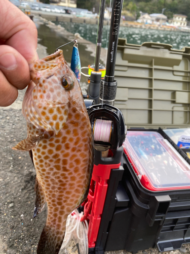 マハタの釣果