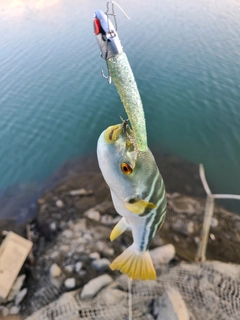 シマフグの釣果