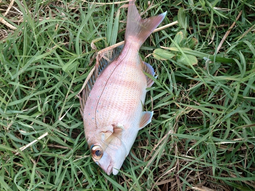 タイの釣果