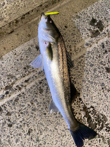 シーバスの釣果