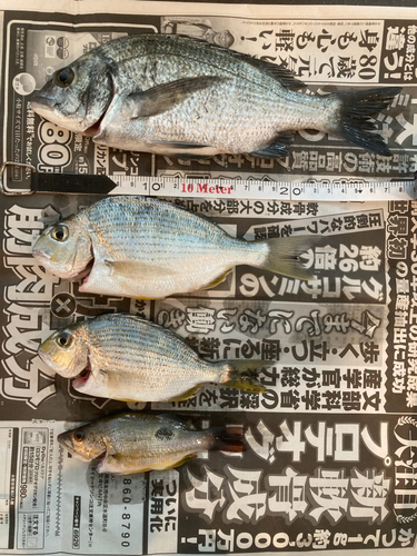 ヘダイの釣果