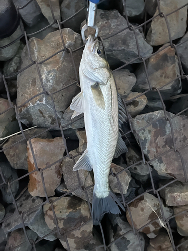 シーバスの釣果