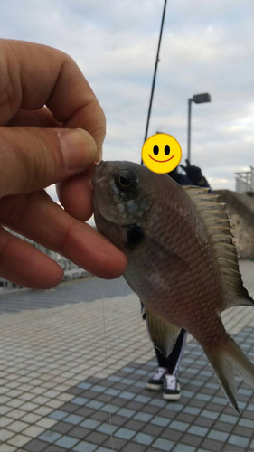 アイスズメダイの釣果