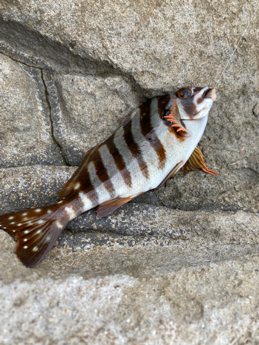 タカノハダイの釣果