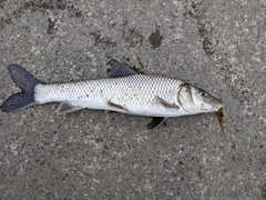 ニゴイの釣果