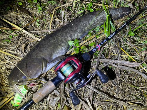 ナマズの釣果