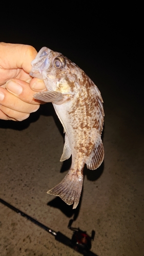 クロソイの釣果