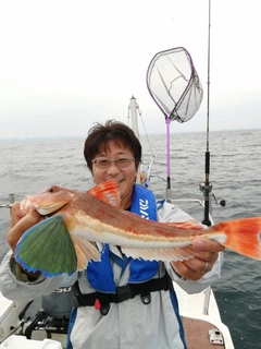 ホウボウの釣果