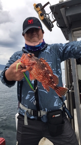 ウッカリカサゴの釣果