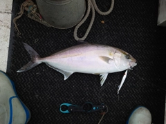 カンパチの釣果