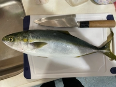 ハマチの釣果