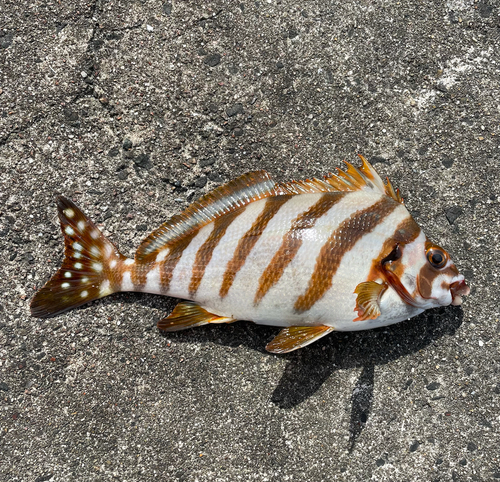 タカノハダイの釣果