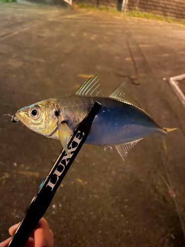 マアジの釣果